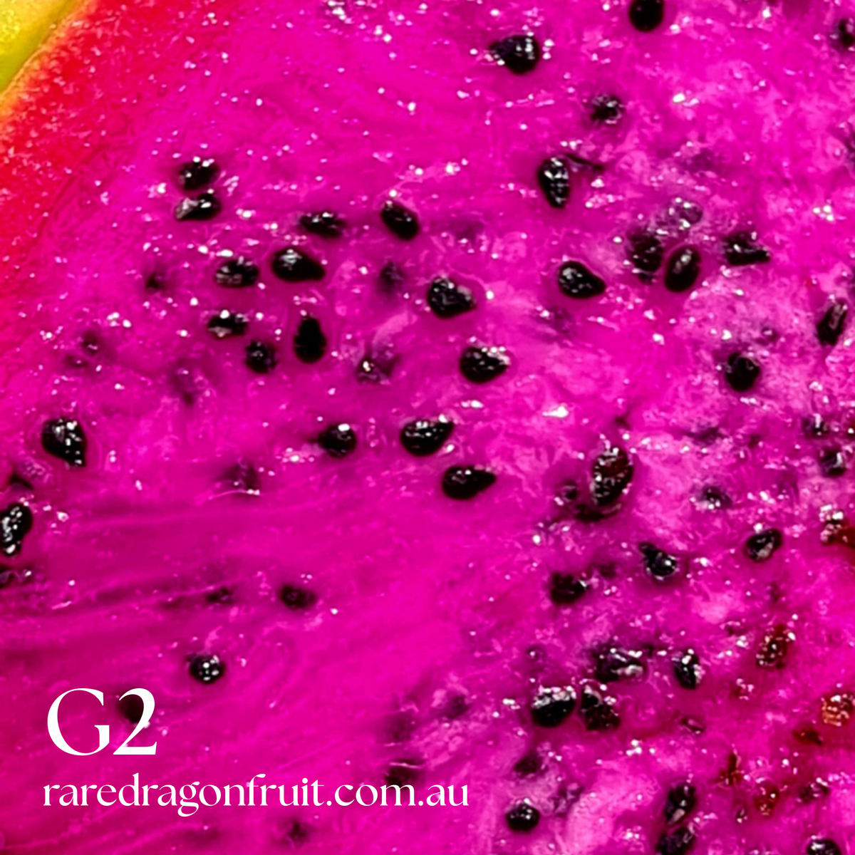 G2 Dragon fruit