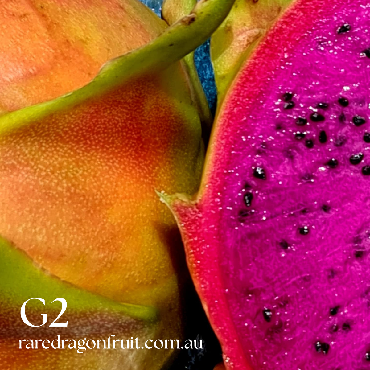 G2 Dragon fruit