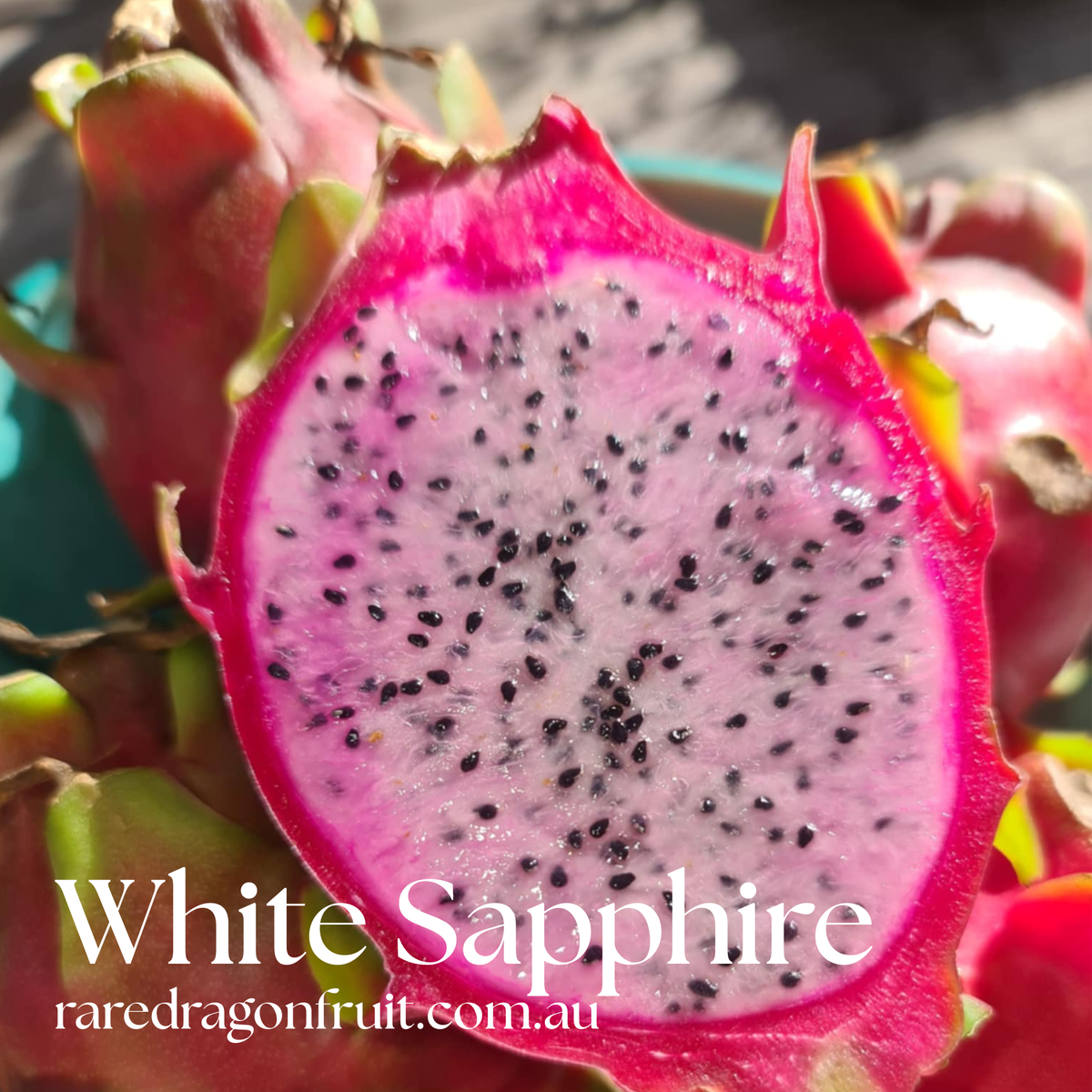White Sapphire Dragon Fruit Hybrid