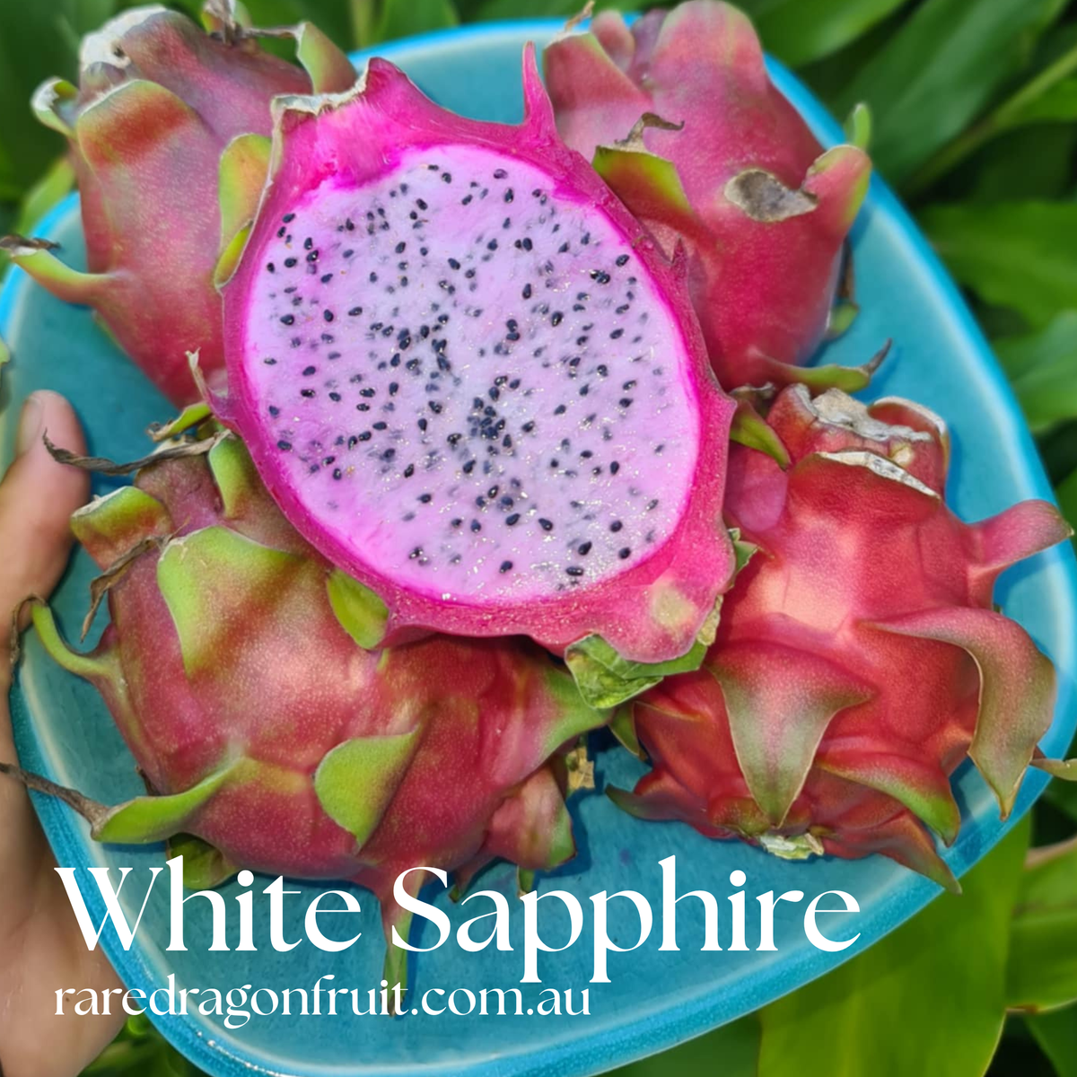 White Sapphire Dragon Fruit Hybrid