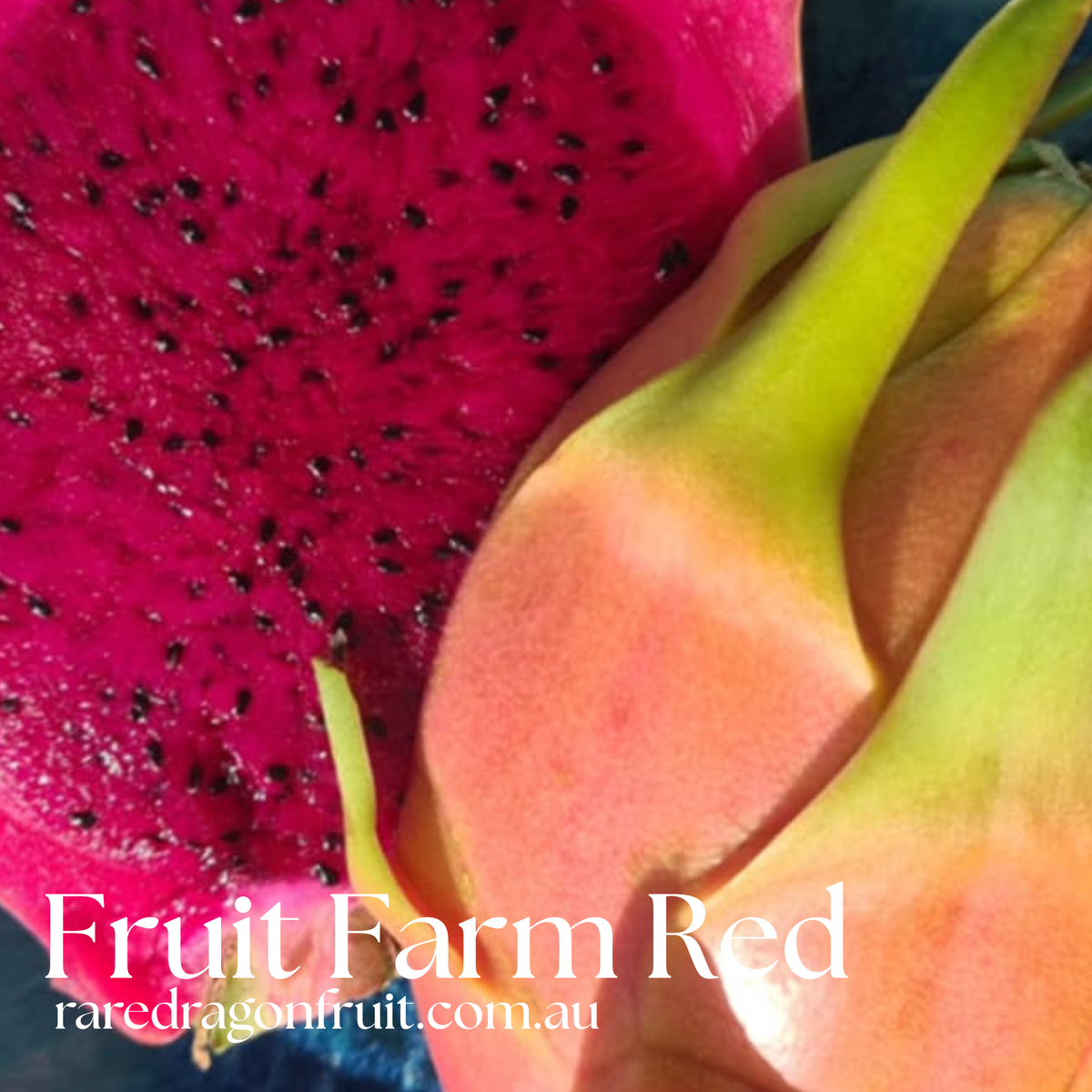 Fruit Farm Red Dragon Fruit XL