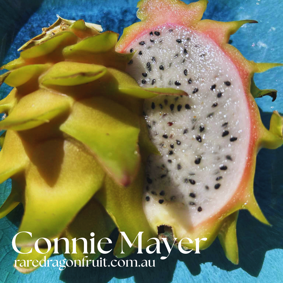 Connie Mayer Dragon Fruit - H. Undatus X H.stenopterus