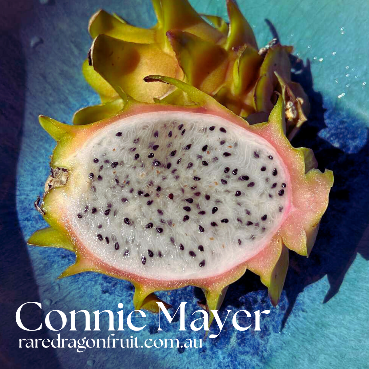 Connie Mayer Dragon Fruit - H. Undatus X H.stenopterus