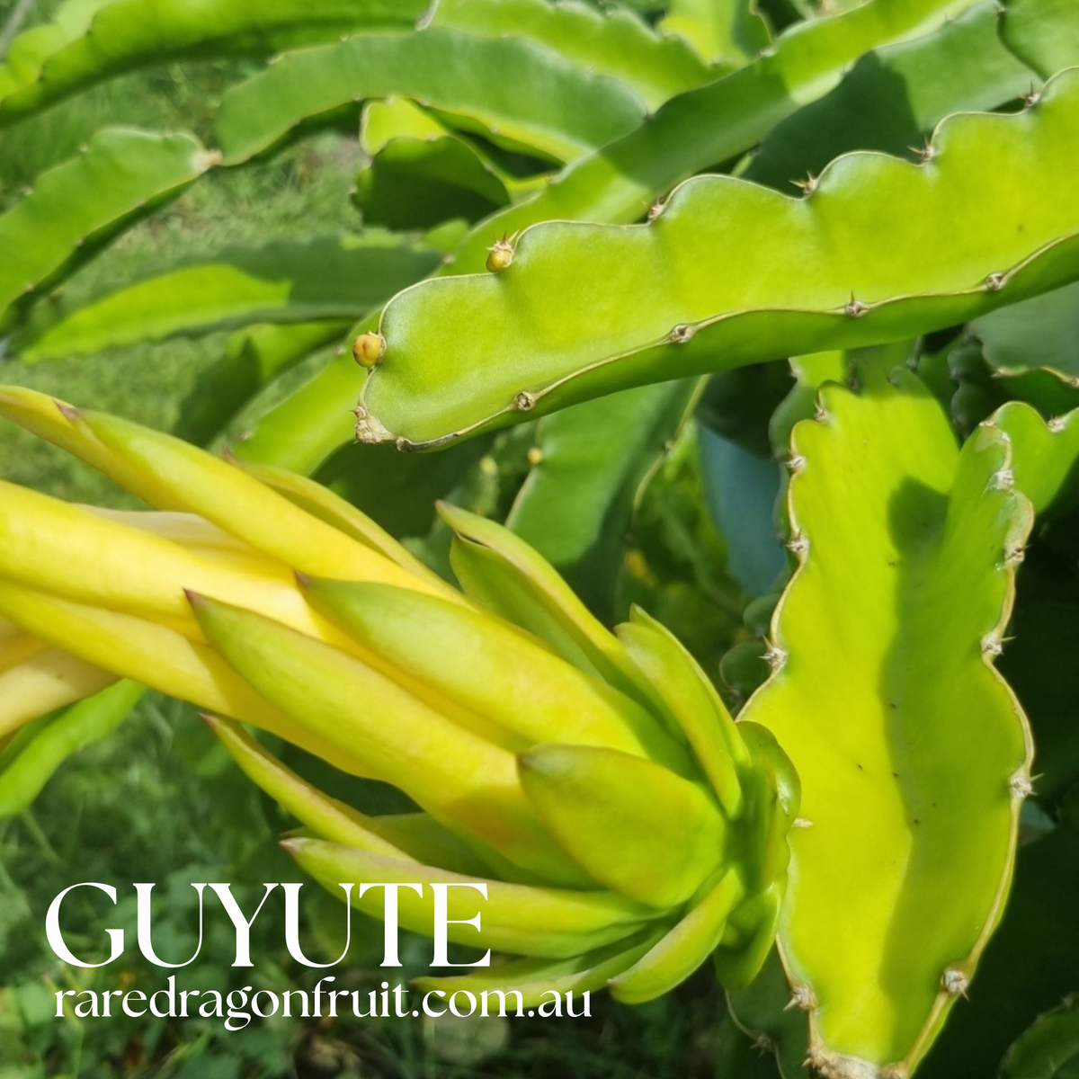 GUYUTE dragon fruit -HYLOCEREUS UNDATUS