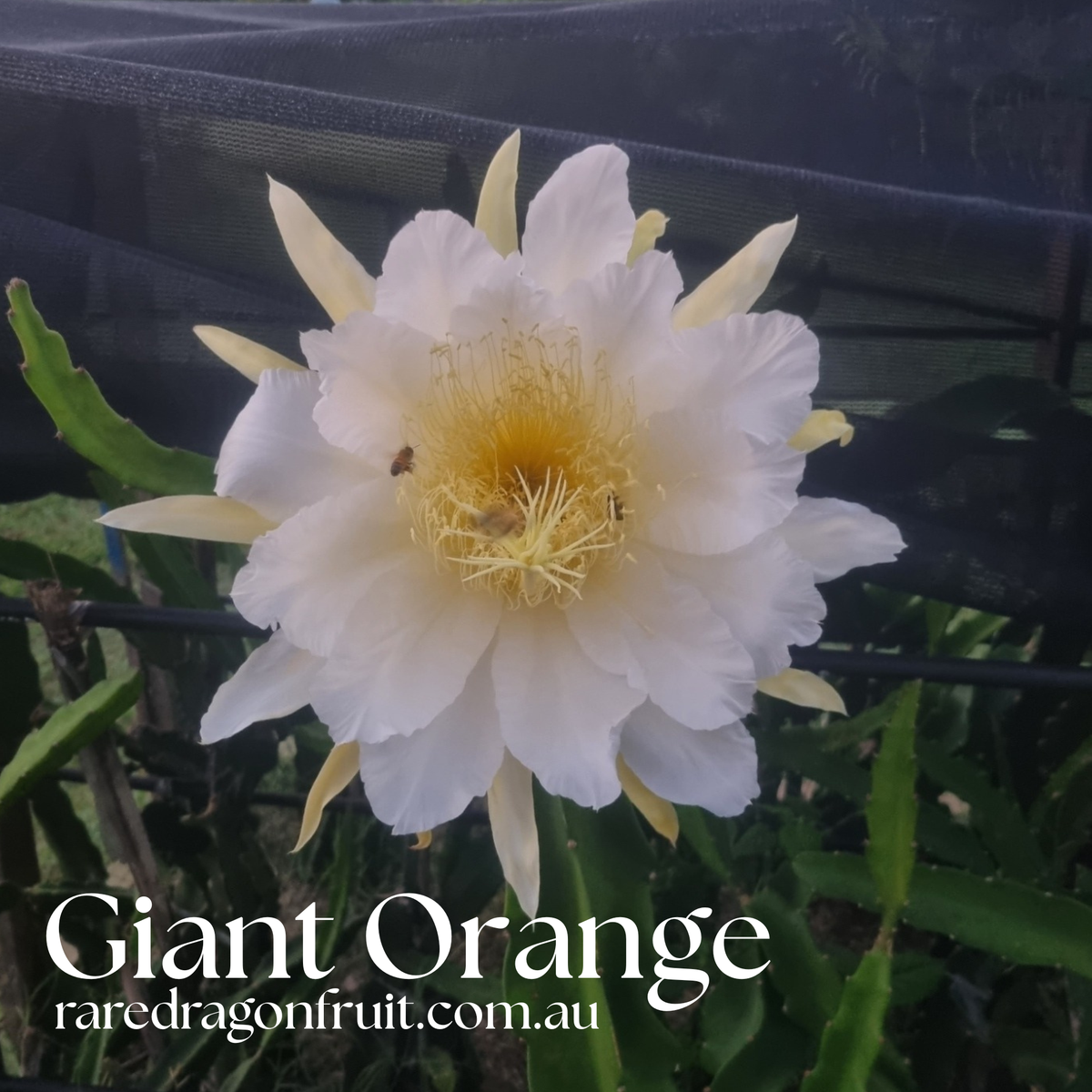 Giant Orange Dragon Fruit Plant