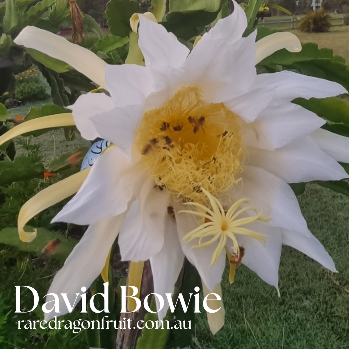 David Bowie Noid– Hylocereus undatus Dragon Fruit