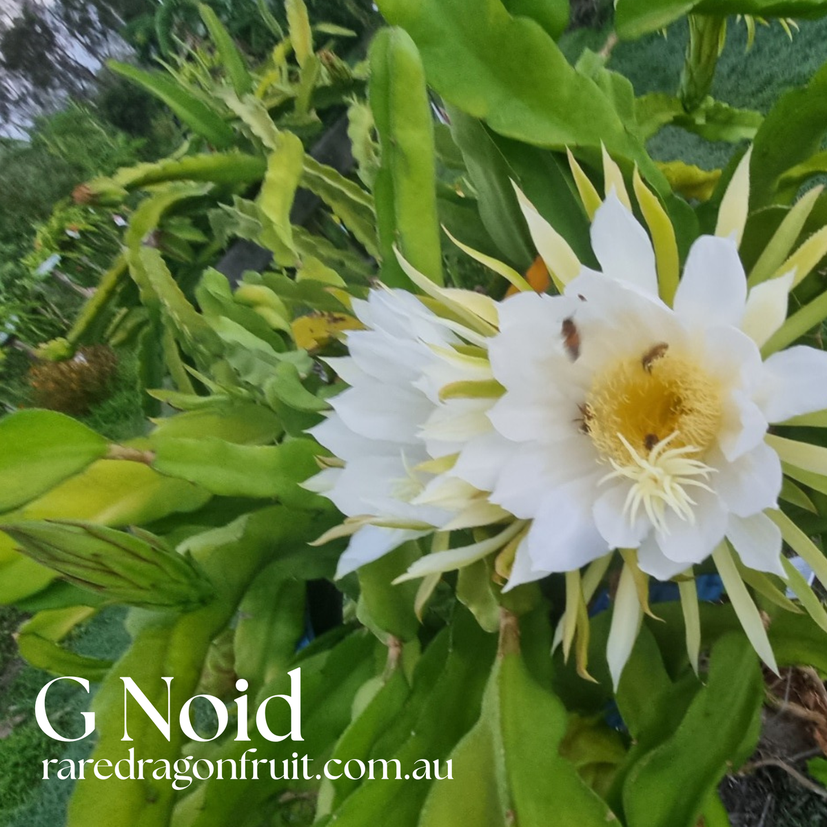 NOID G Dragon fruit