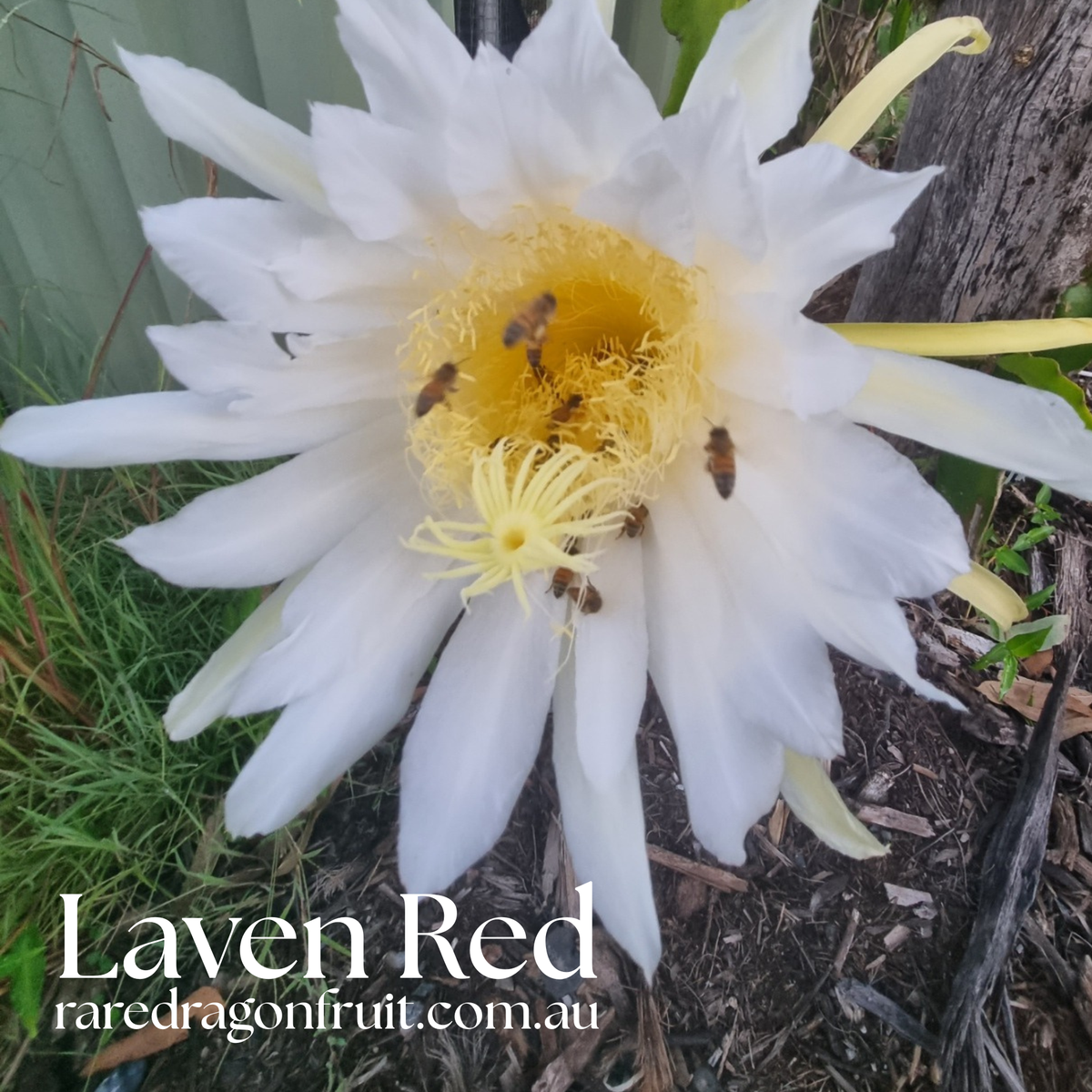 Lavern Red Dragon Fruit