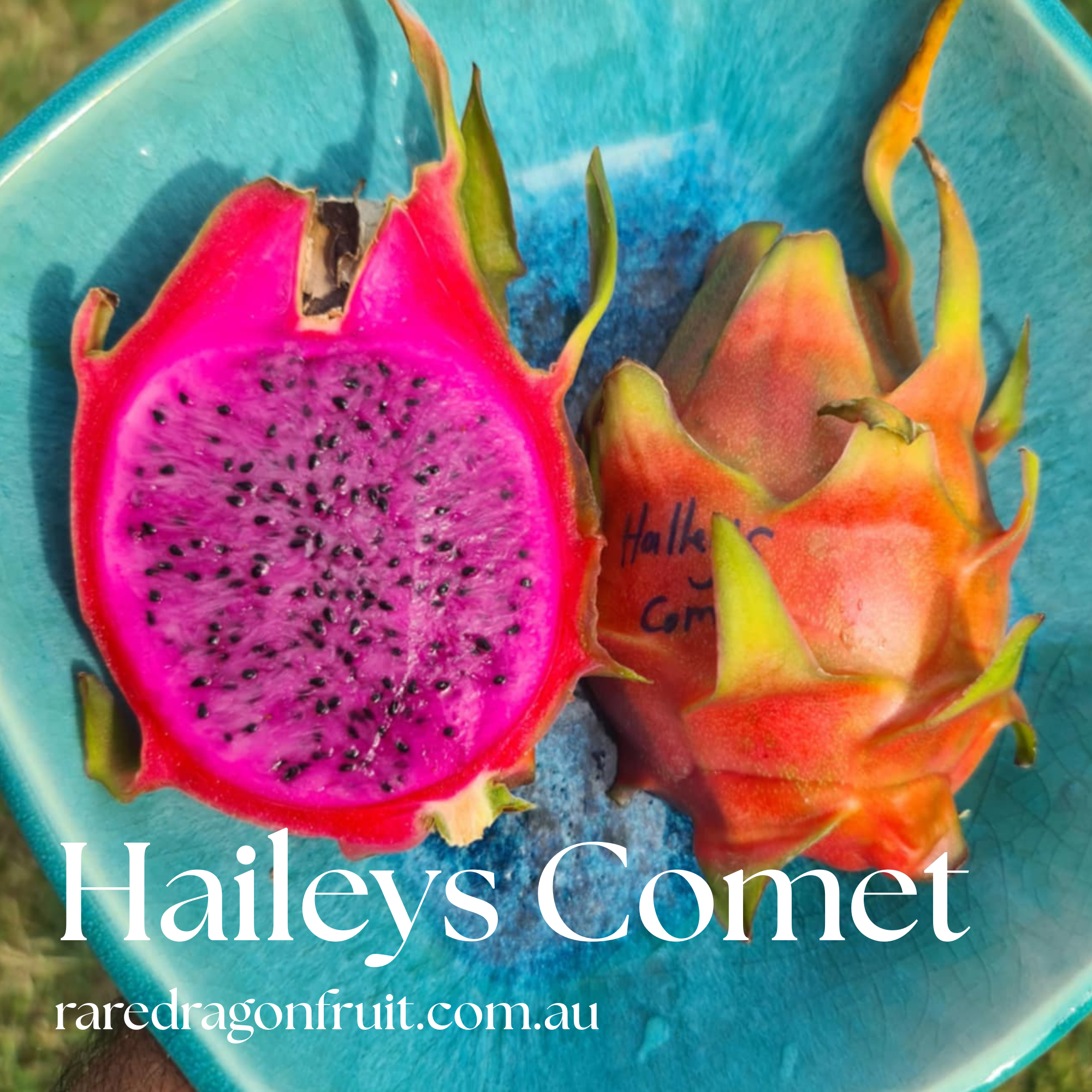Halley's / Haley's Comet Dragon fruit x 4 Special!!! - Rare Dragon