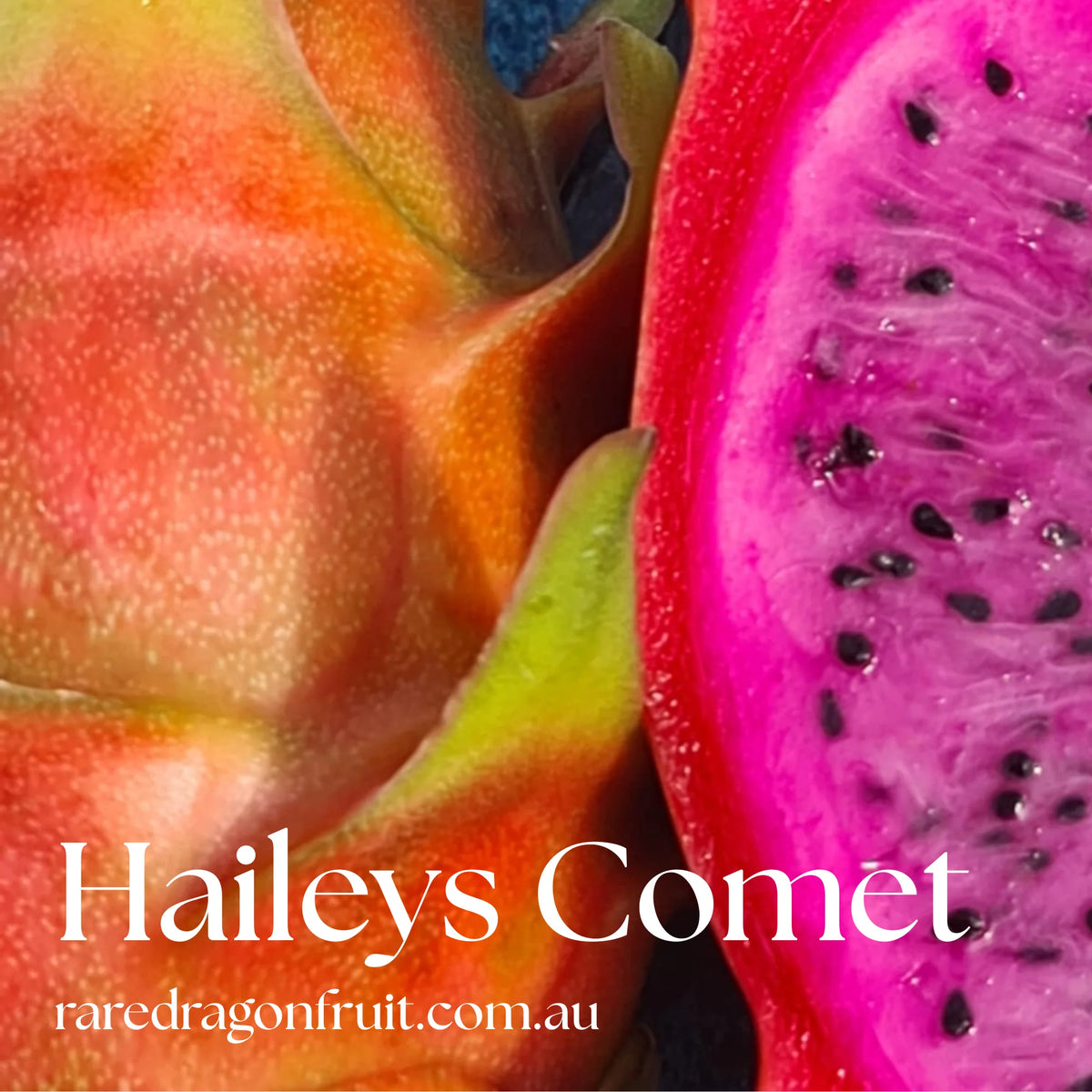 Dragon Fruit Variety Pack – Halley’s Comet, Pink Diamond, Commercial White & Sin Espina