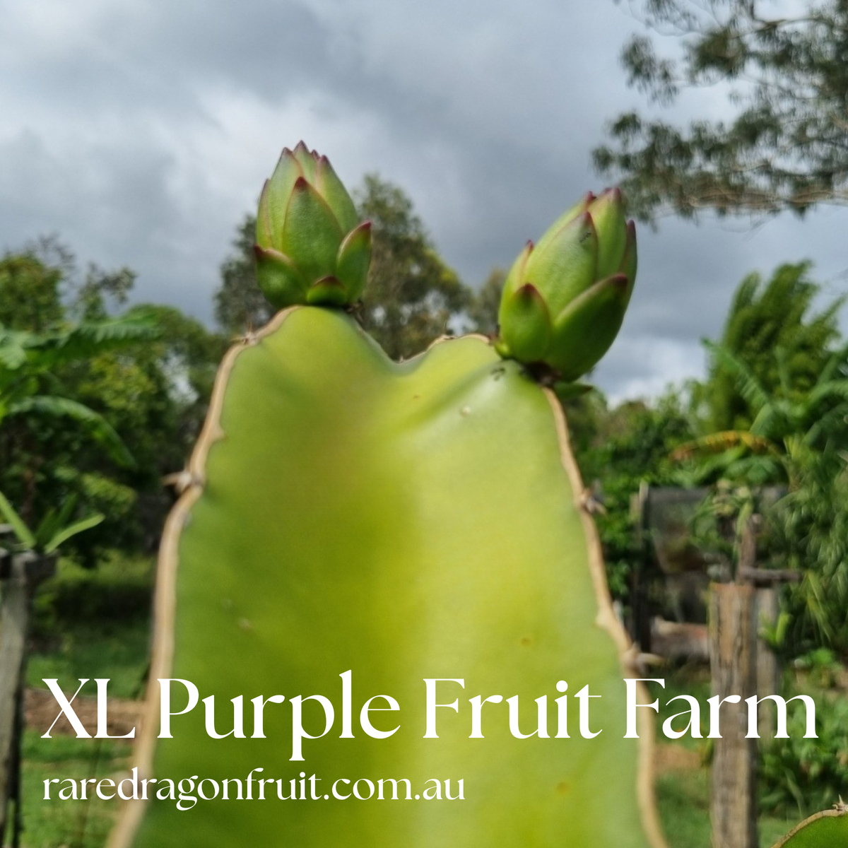 XL Purple Fruit Farm Dragon Fruit
