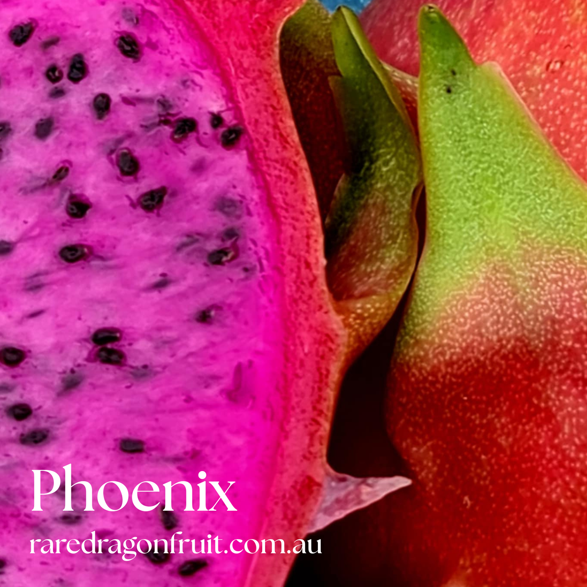 Phoenix Dragon Fruit Plant