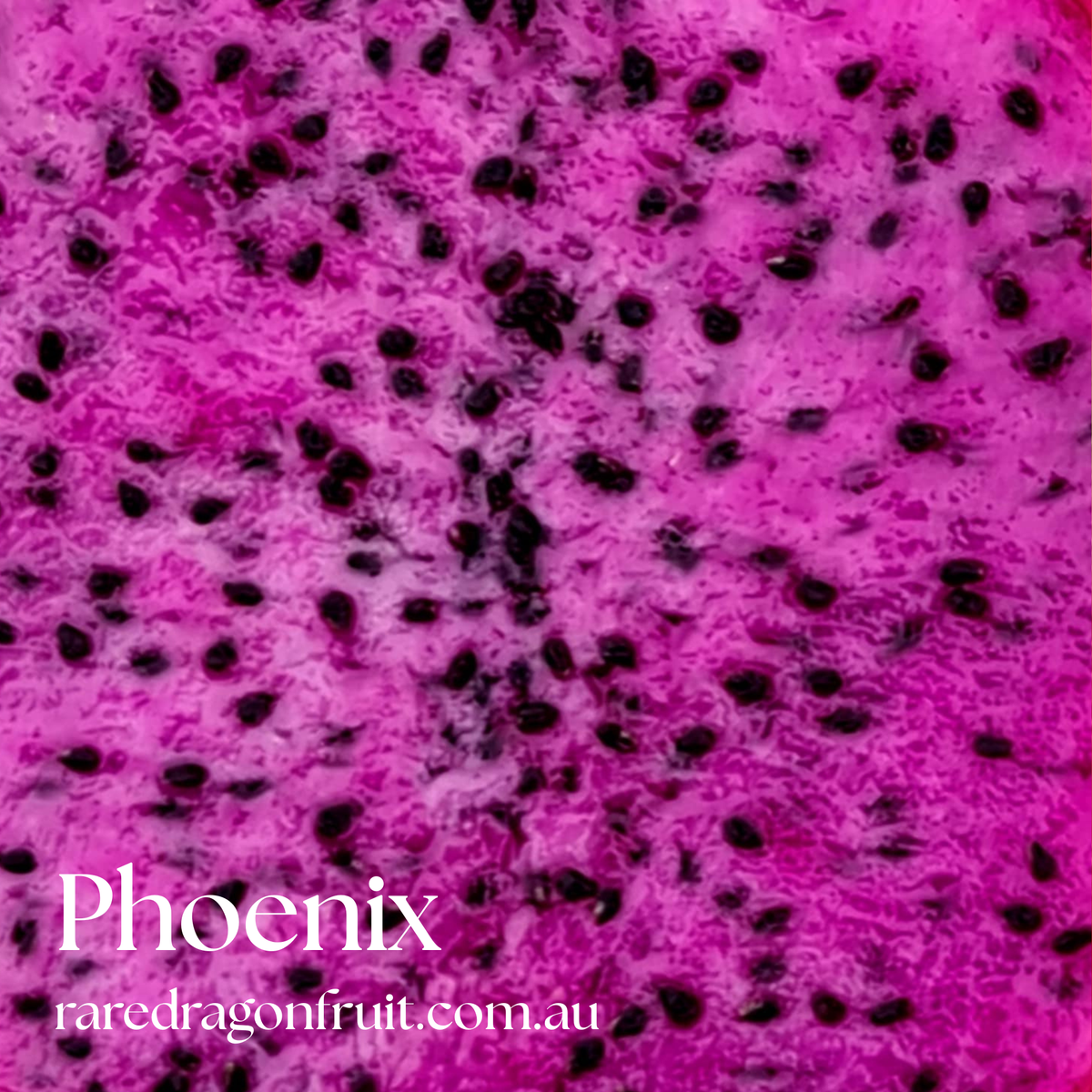 Phoenix Dragon Fruit Plant