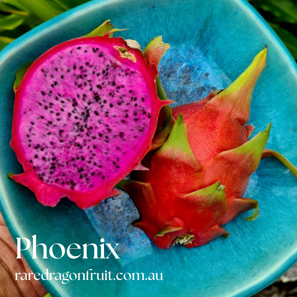 Phoenix Dragon Fruit Plant