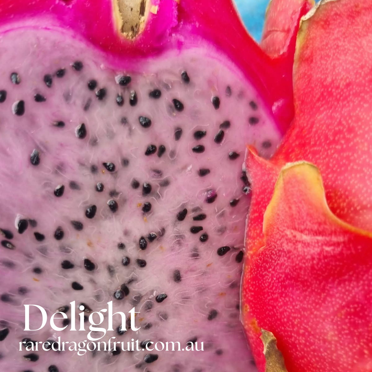 Delight Dragon Fruit Plant