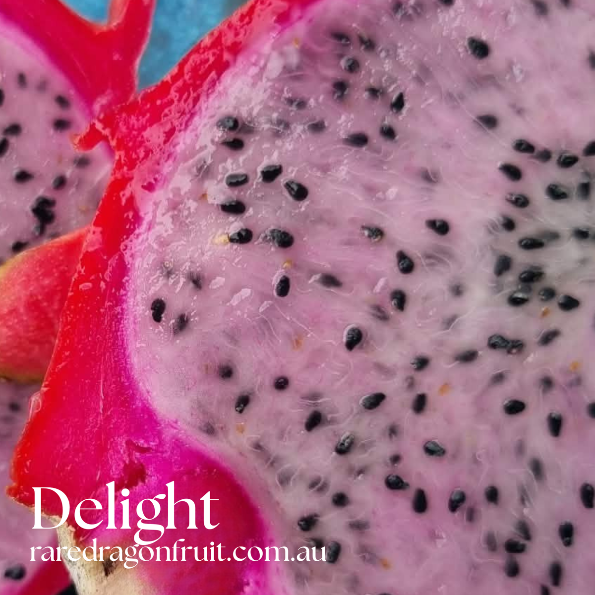 Delight Dragon Fruit Plant