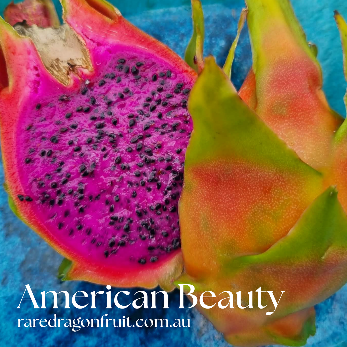 American Beauty  Dragon Fruit Plant