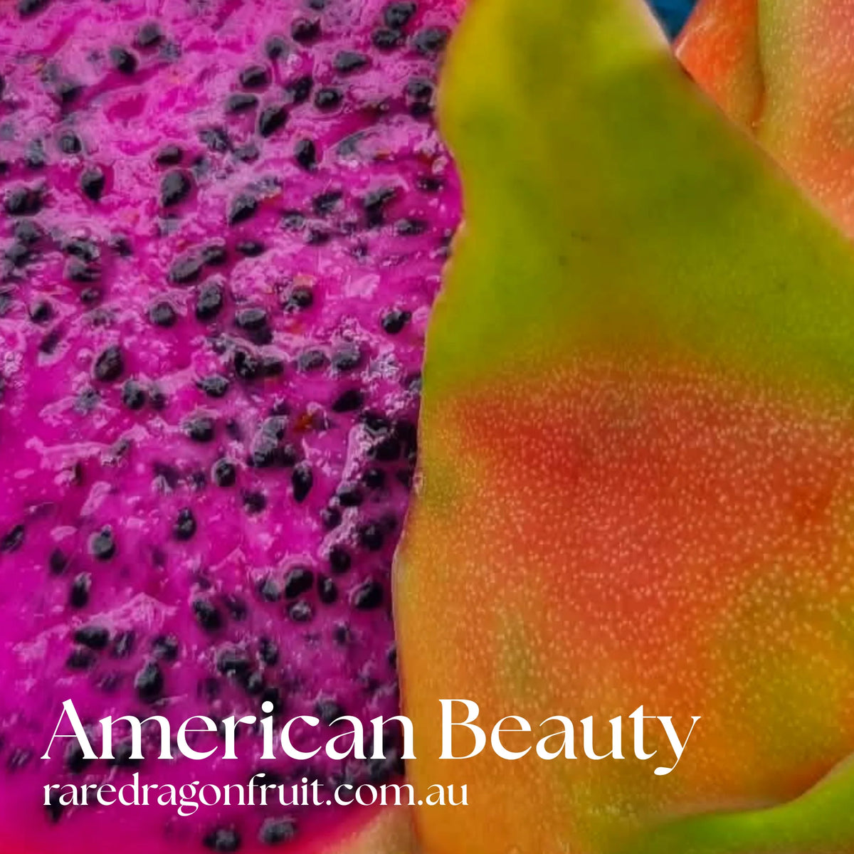 Sweet and Reliable Backyard Mix - Pink Diamond, Palora Yellow, American Beauty & Common Red