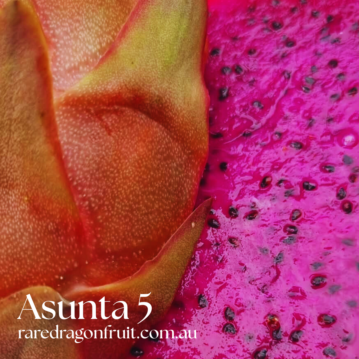 Asunta 5- A5 H. stenopterus X H. guatemalensis Dragon Fruit Plant