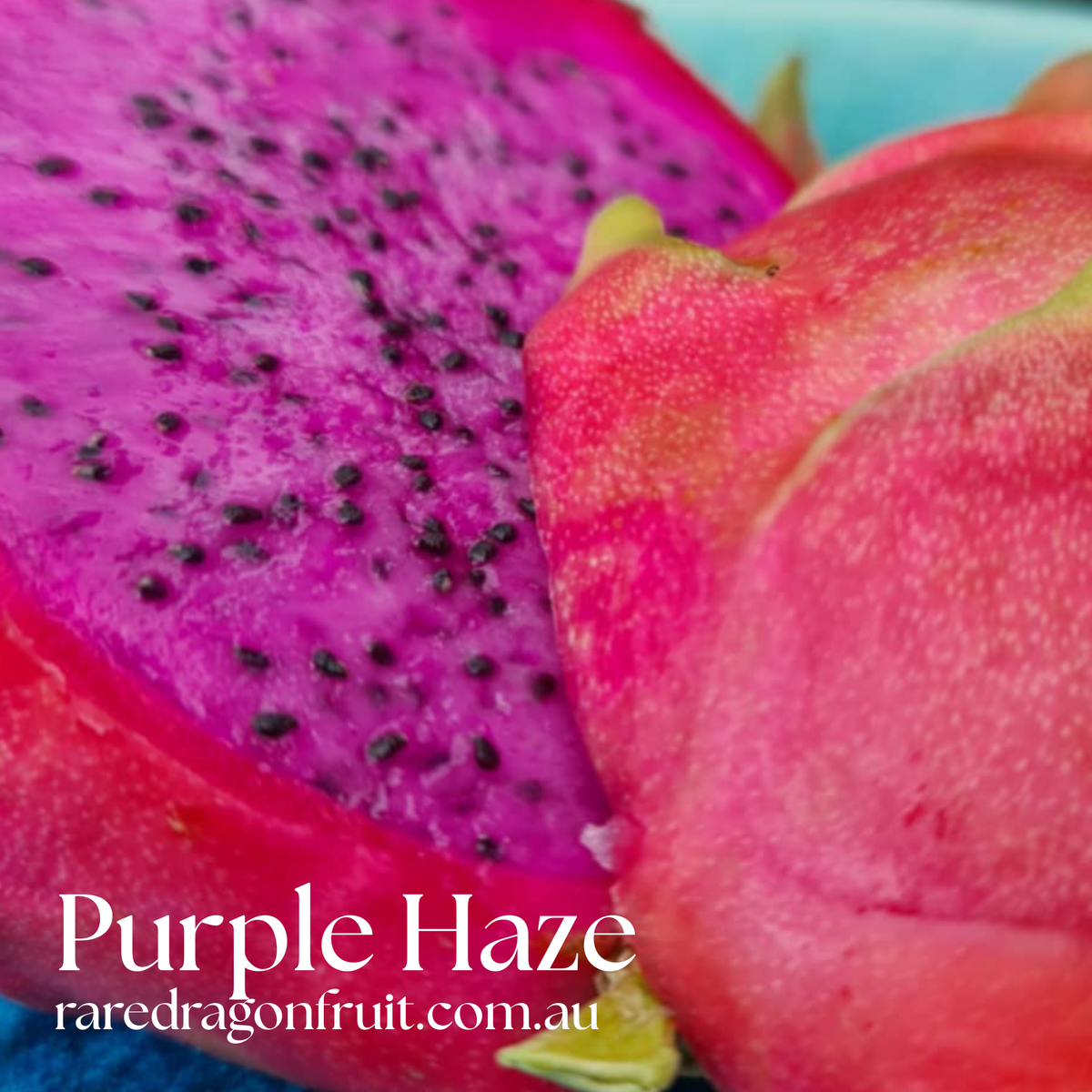 Purple Haze Dragon Fruit