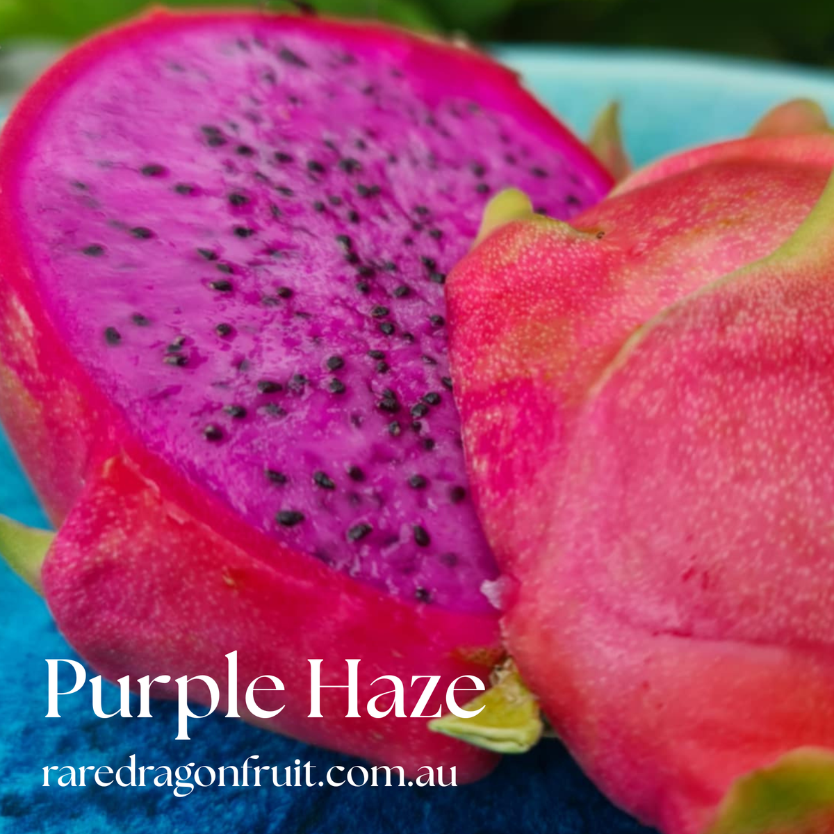 Purple Haze Dragon Fruit