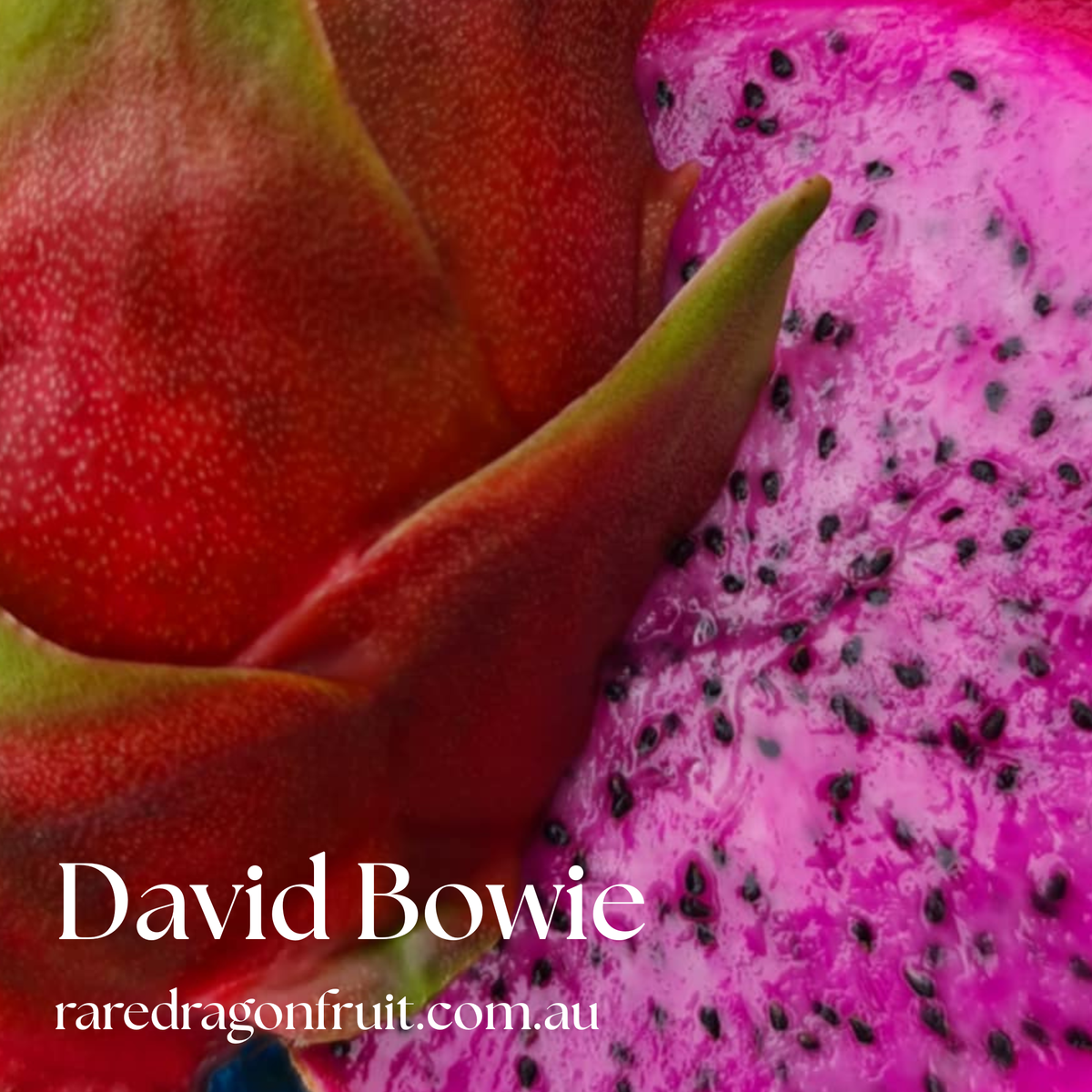 David Bowie Noid– Hylocereus undatus Dragon Fruit