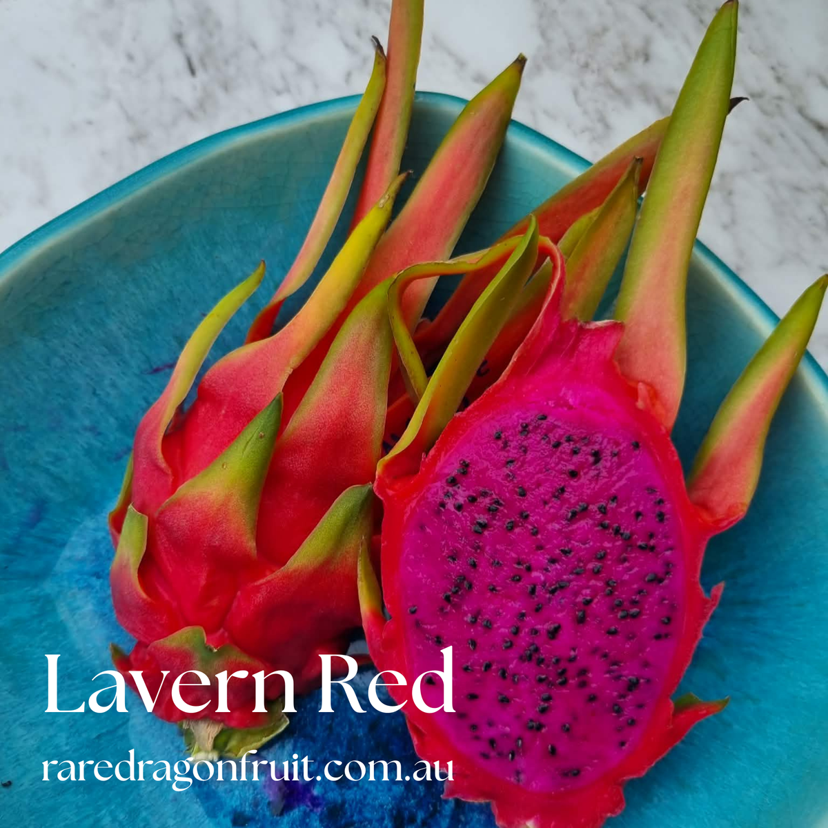 Lavern Red Dragon Fruit