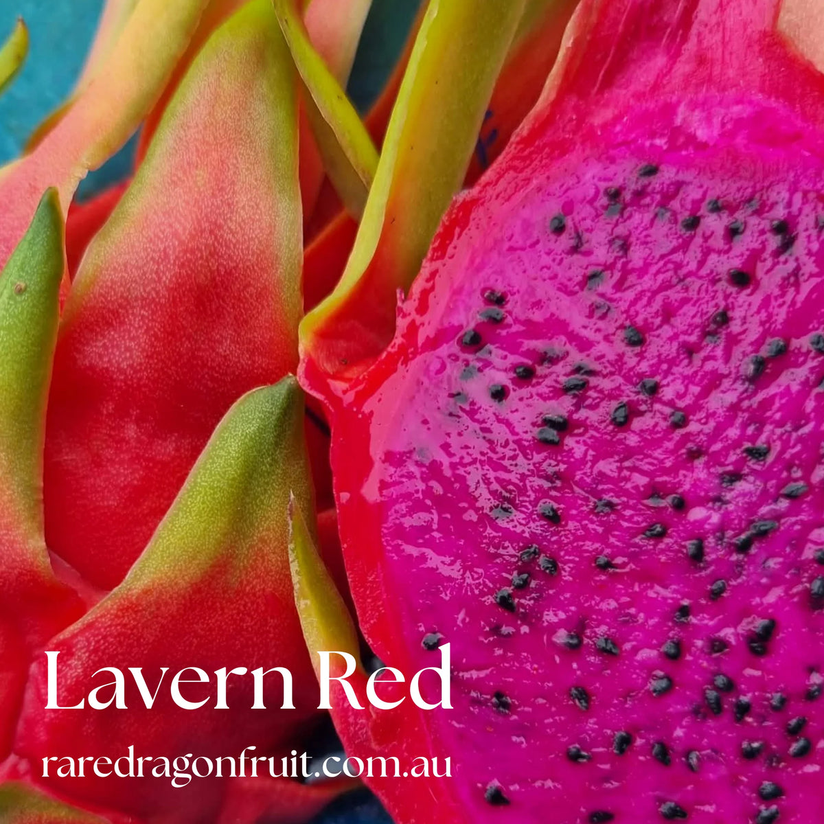 Productive Commercial Mix - Commercial White, Isis Gold, Halley's Comet & La Verne Red