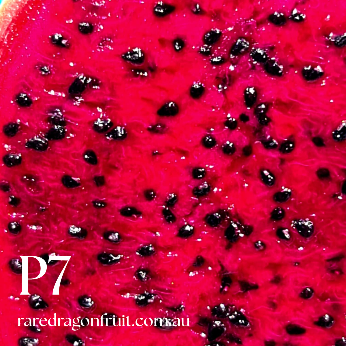 PT 7 Dragon Fruit (Paul Thomsons No.7)