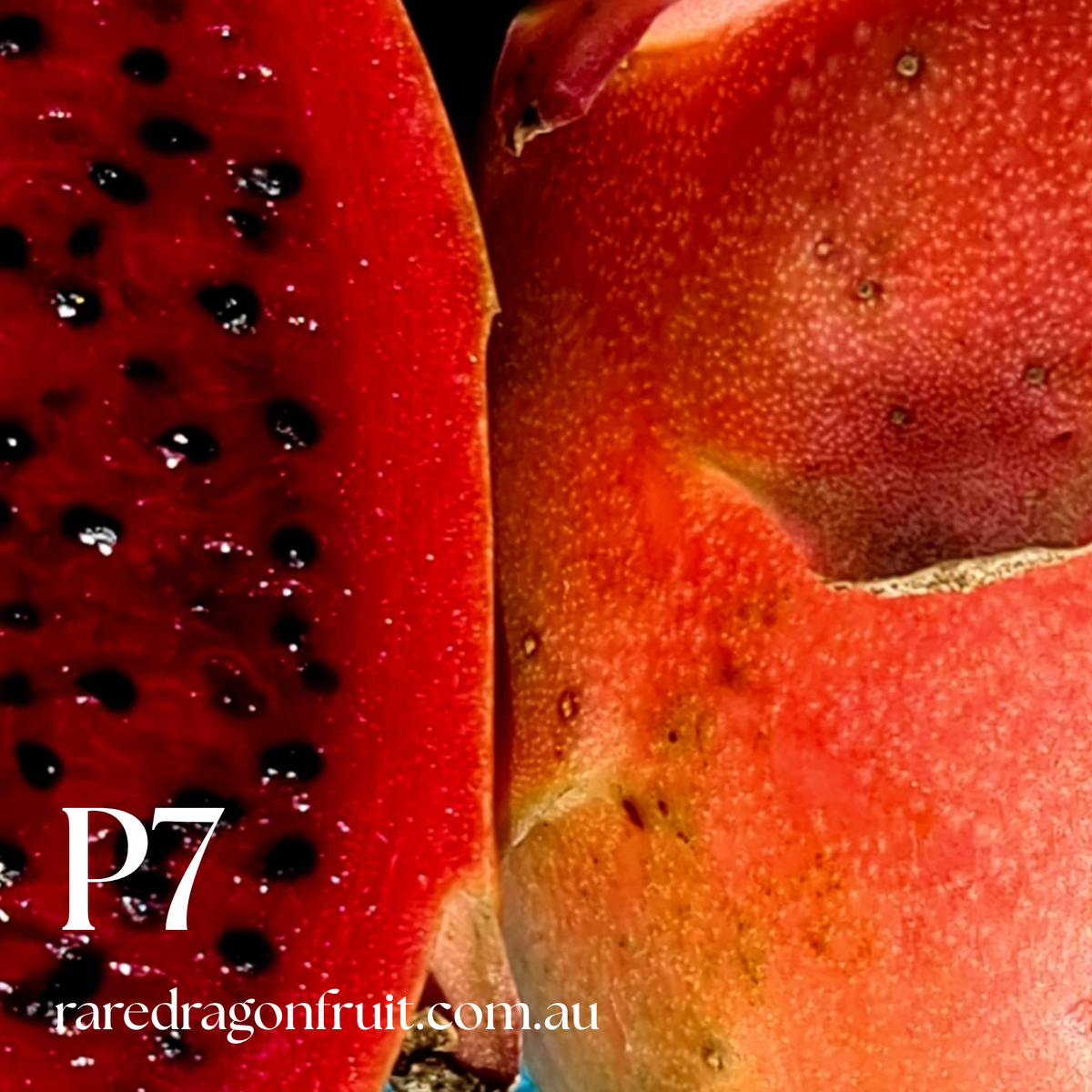 PT 7 Dragon Fruit (Paul Thomsons No.7)