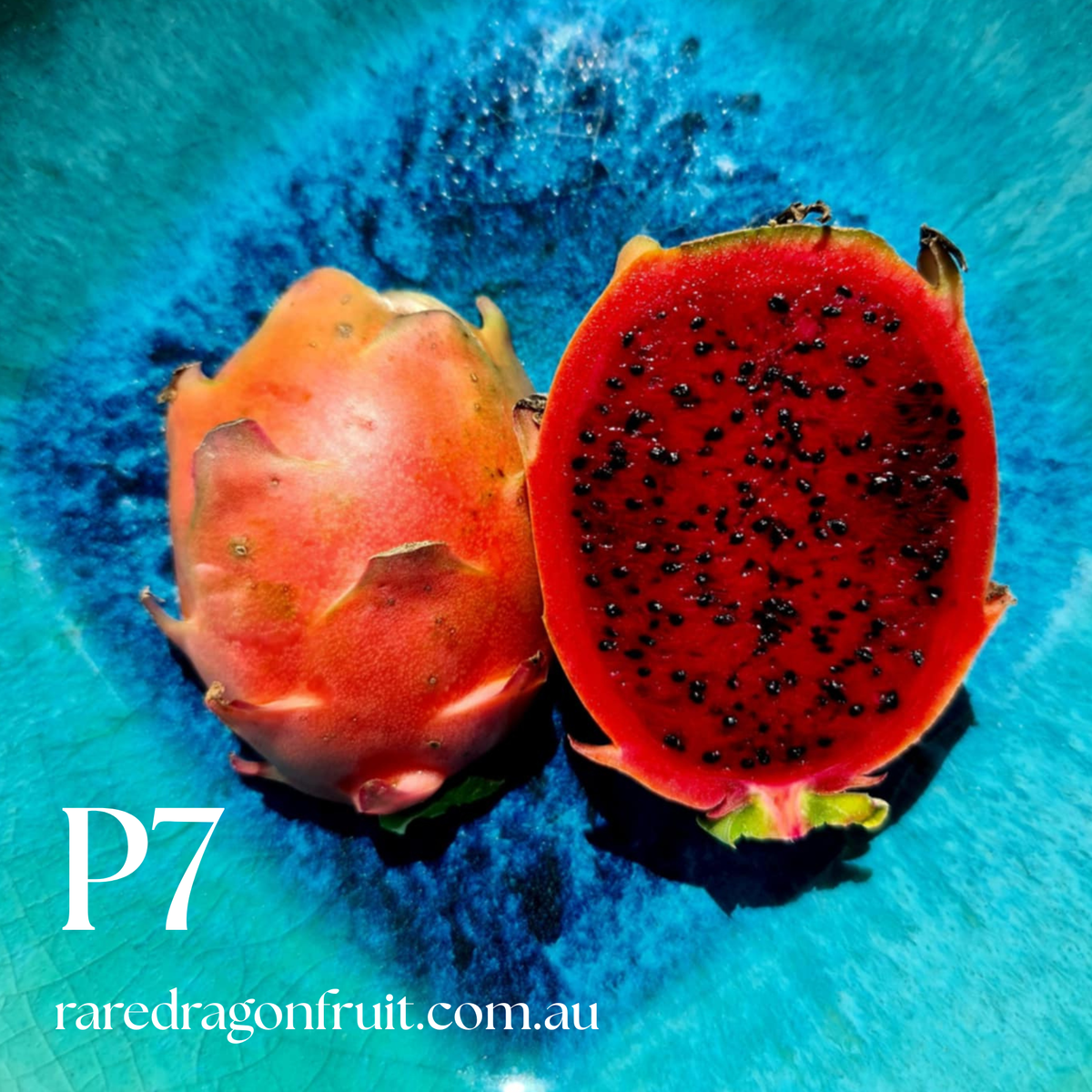 PT 7 Dragon Fruit (Paul Thomsons No.7)