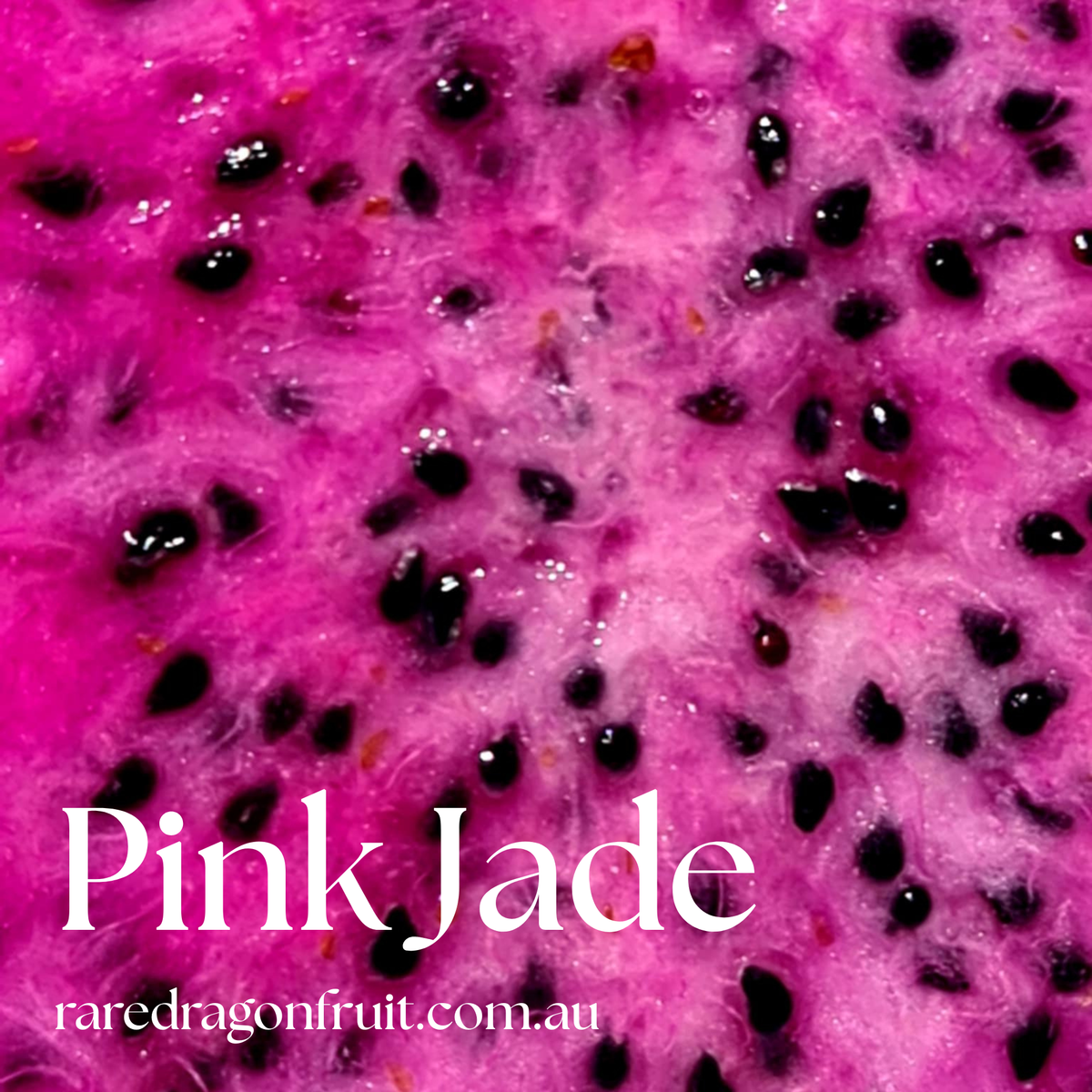 Pink Jade Dragon Fruit Plant