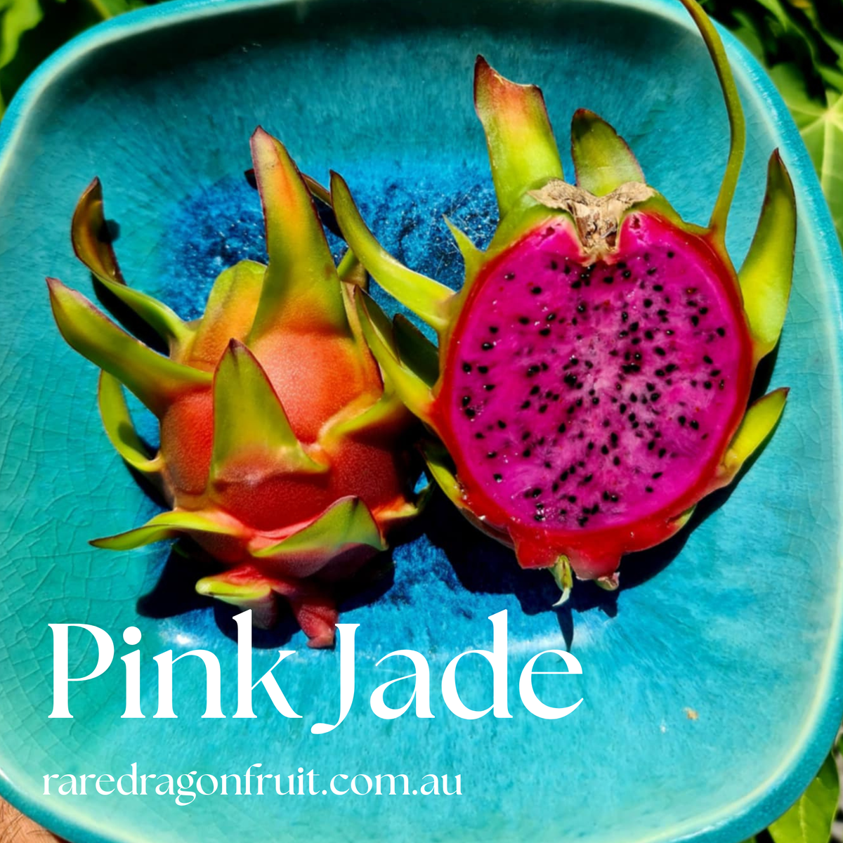 Pink Jade Dragon Fruit Plant