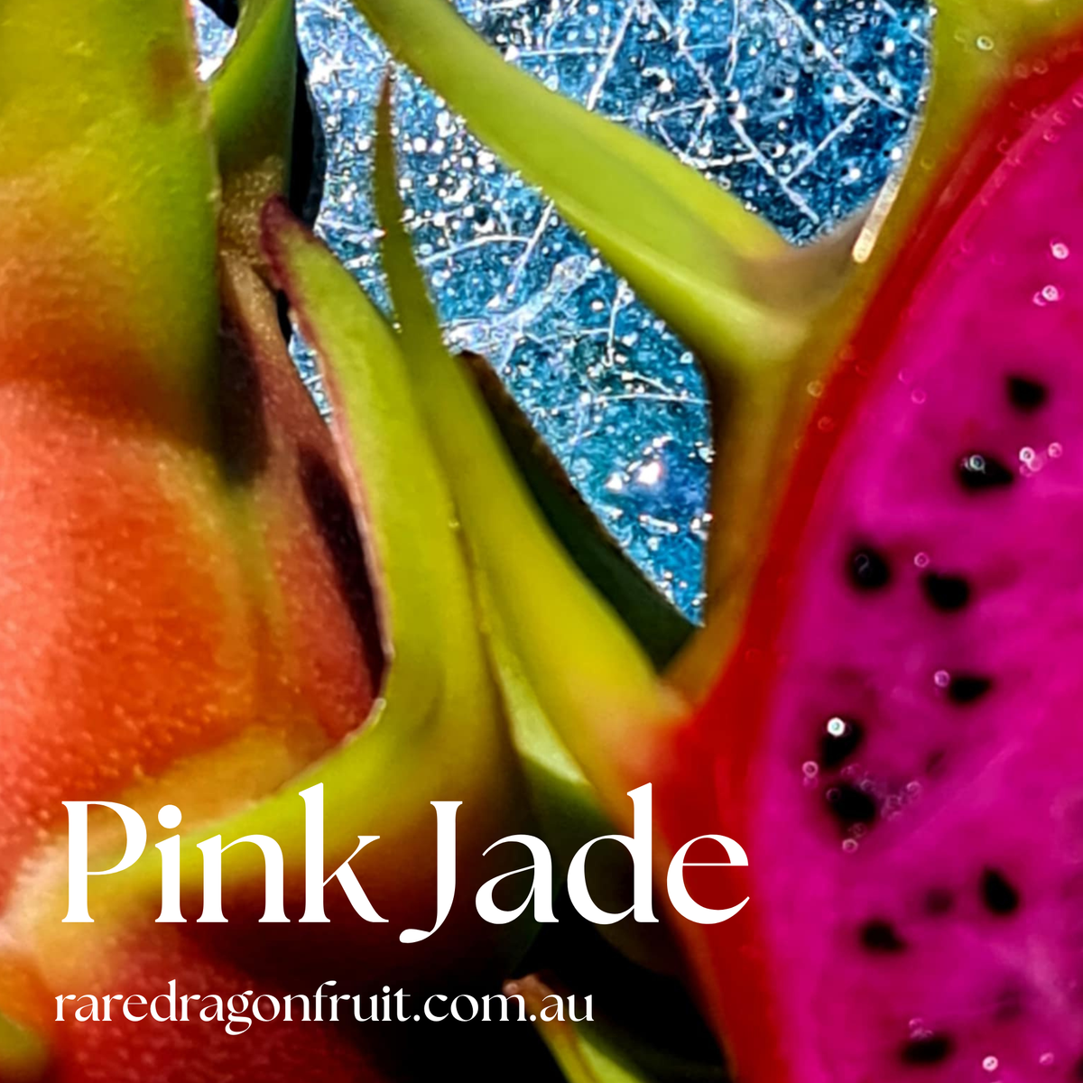 Pink Jade Dragon Fruit Plant