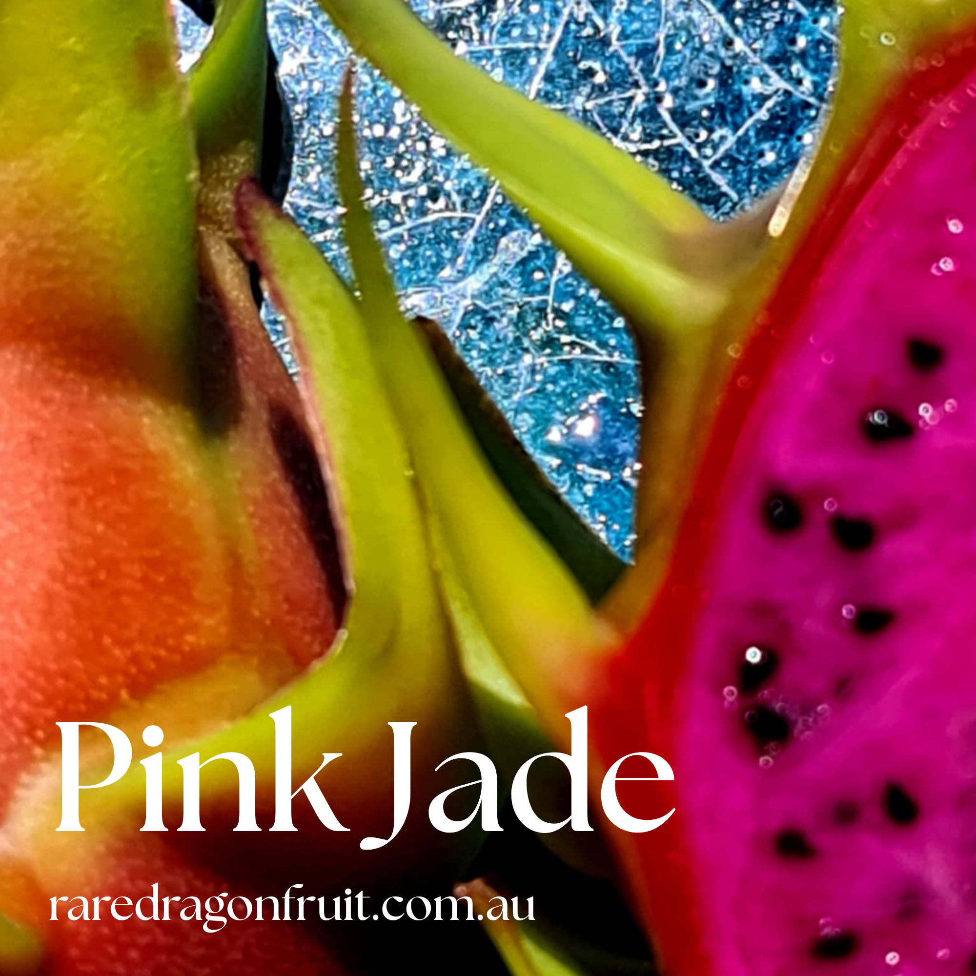 jade plant fruit Pink Jade Dragon Fruit Plant