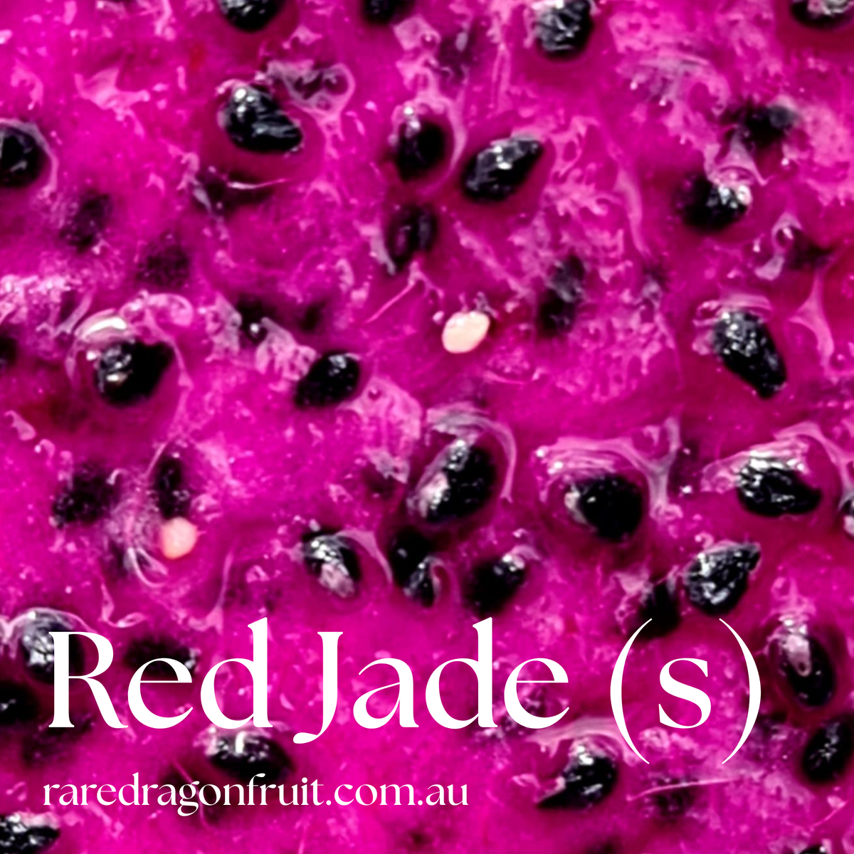 Red Jade Dragon Fruit (s)