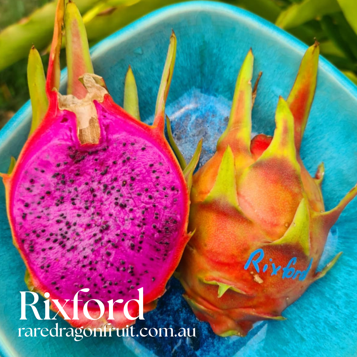 Rixford Dragon Fruit - Hylocereus guatemalensis hybrid USA Dragon Fruit Variety