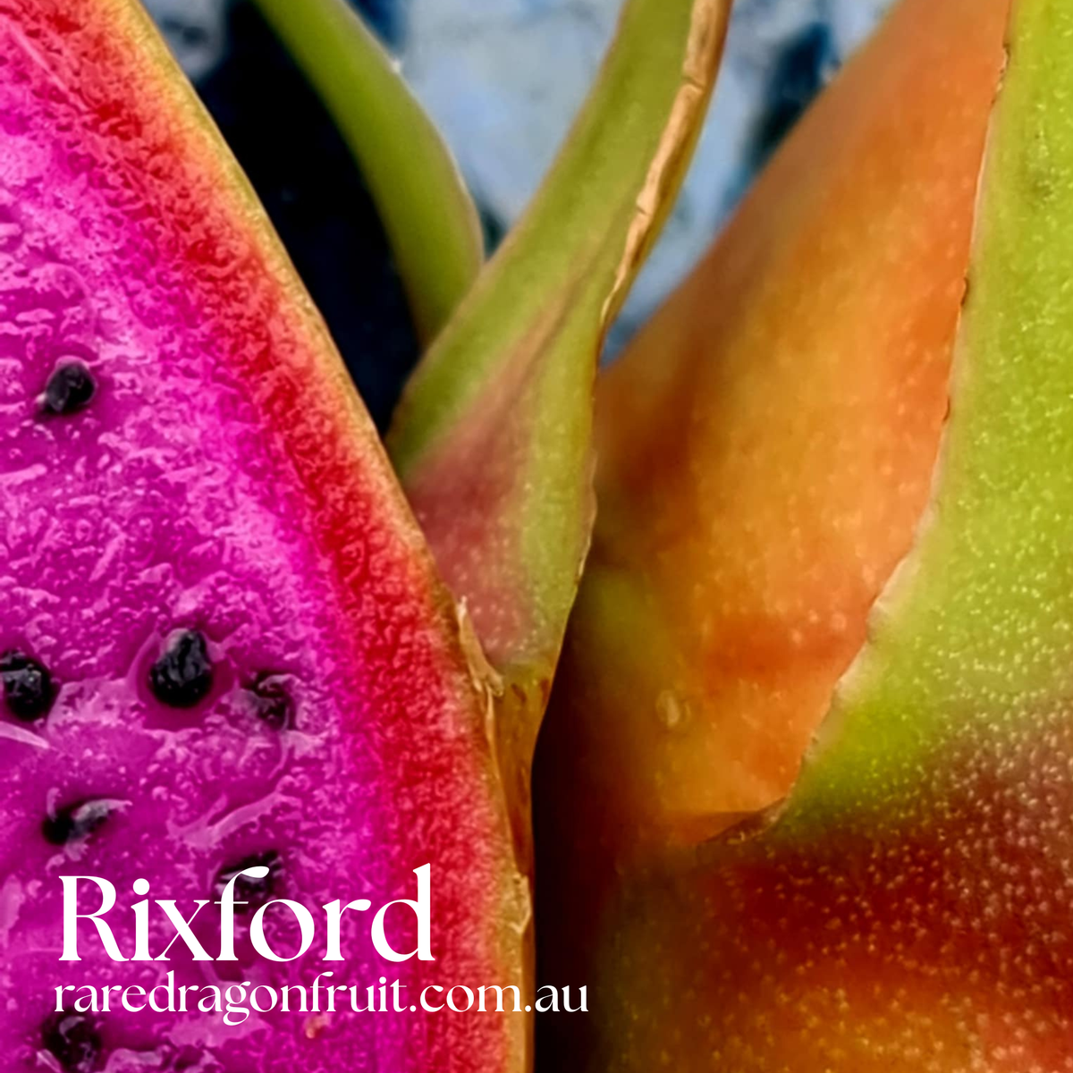 Rixford Dragon Fruit - Hylocereus guatemalensis hybrid USA Dragon Fruit Variety