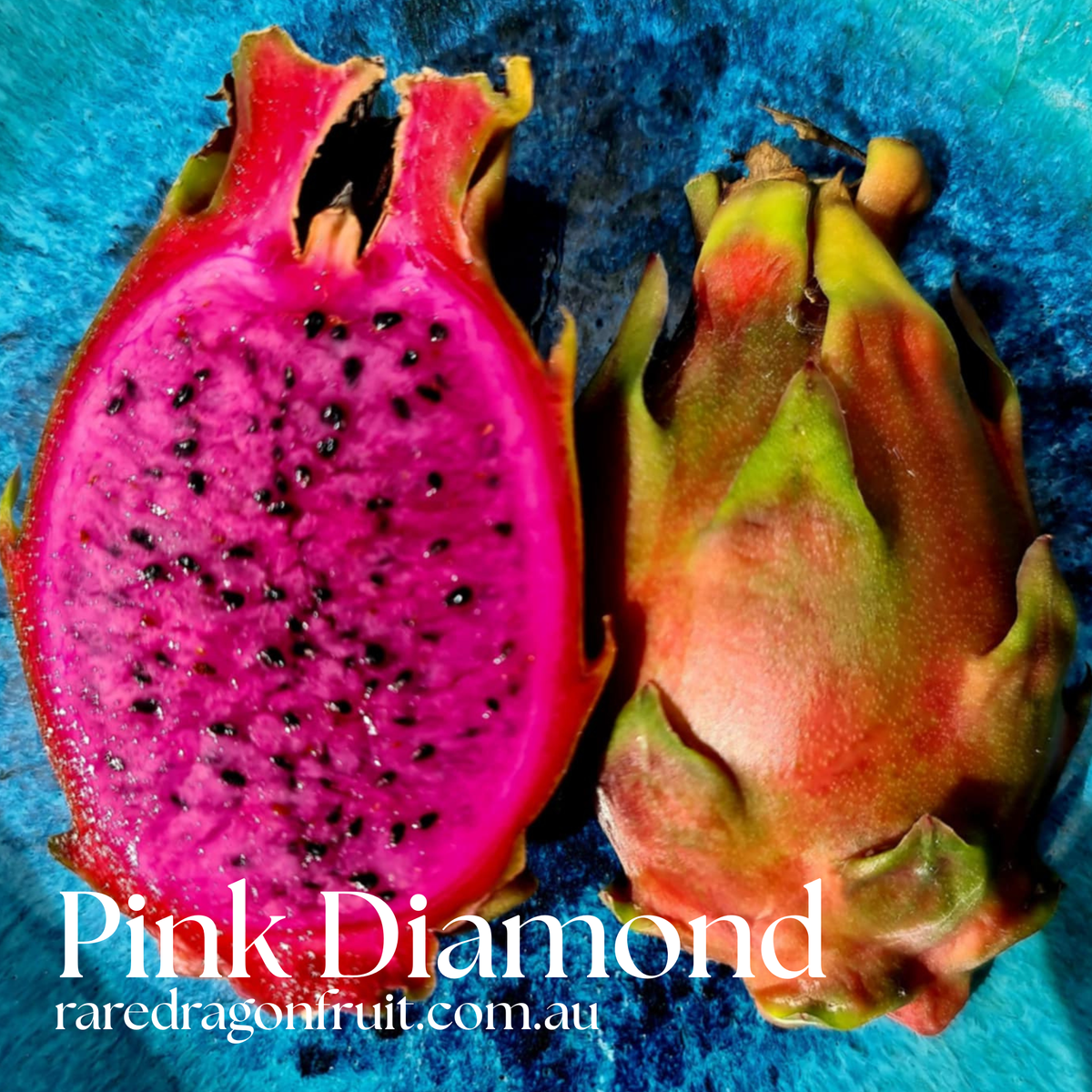 Pink Diamond- Hylocereus undatus X Australian Dragon Fruit