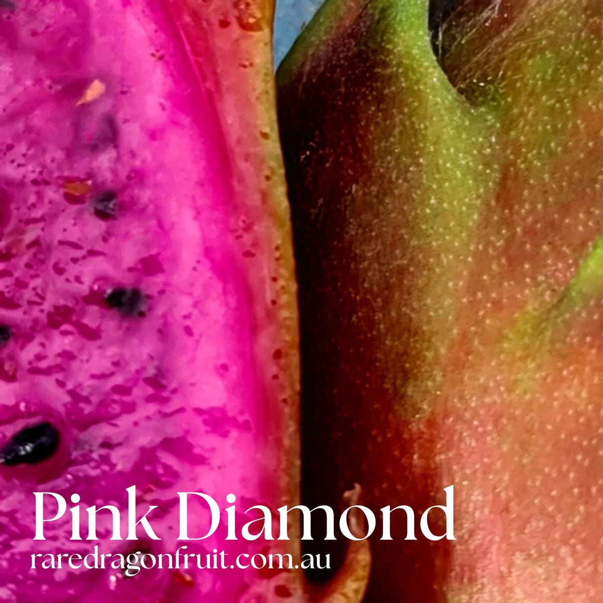 Dragon Fruit Variety Pack – Halley’s Comet, Pink Diamond, Commercial White & Sin Espina