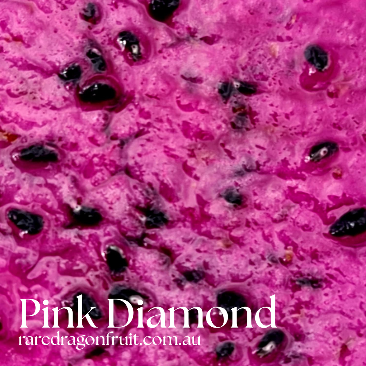 Pink Diamond- Hylocereus undatus X Australian Dragon Fruit