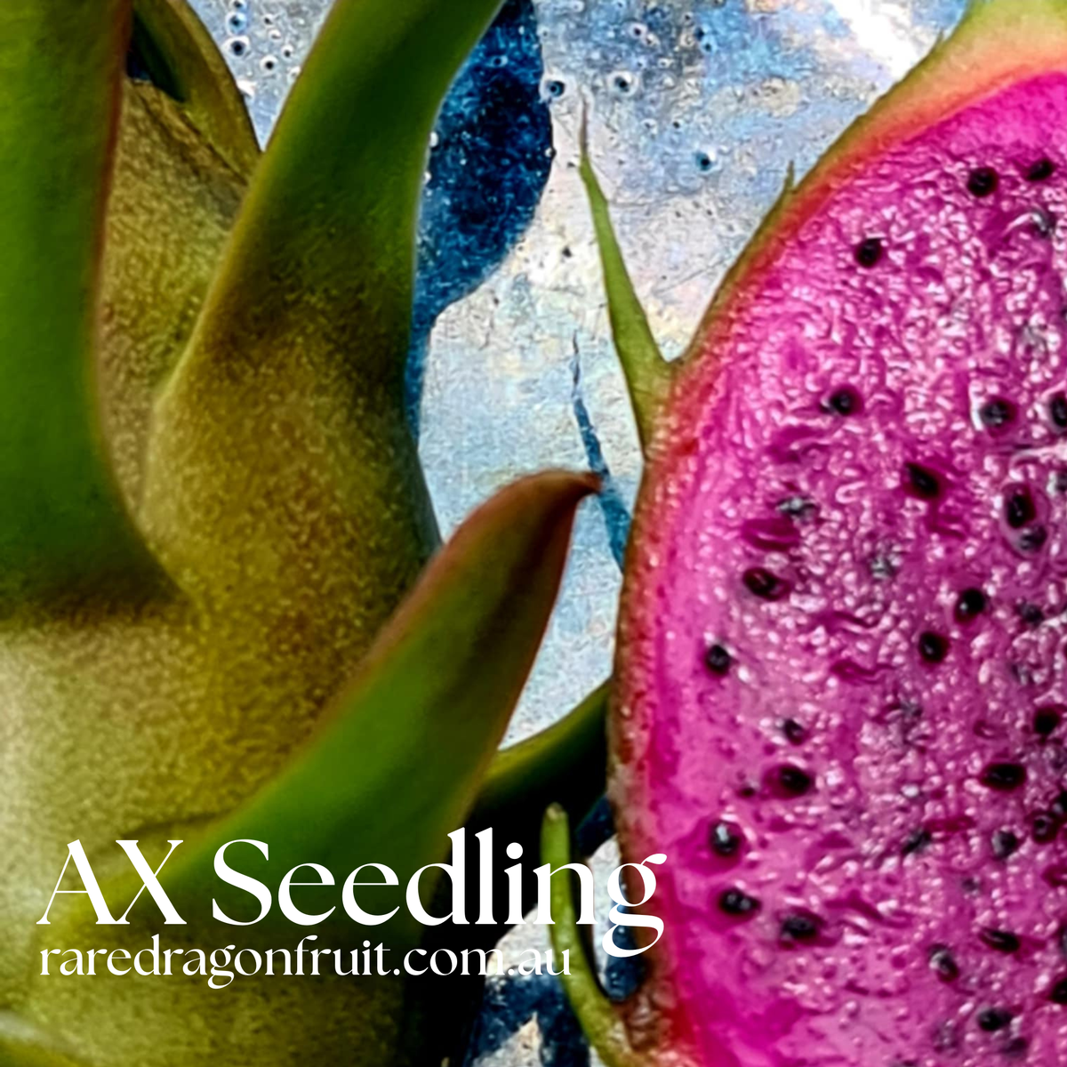 AX Seedling Dragon Fruit Plant