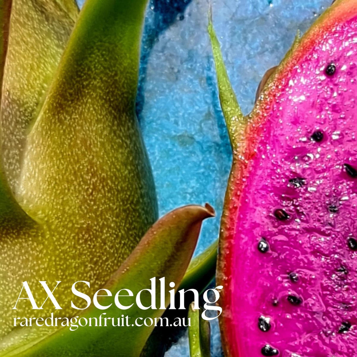 AX Seedling Dragon Fruit Plant
