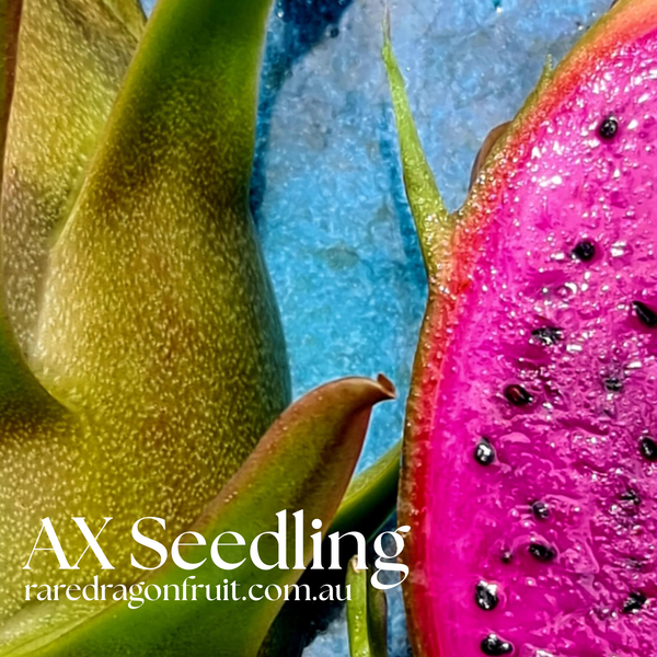AX Seedling Dragon Fruit Plant - Rare Dragon Fruit