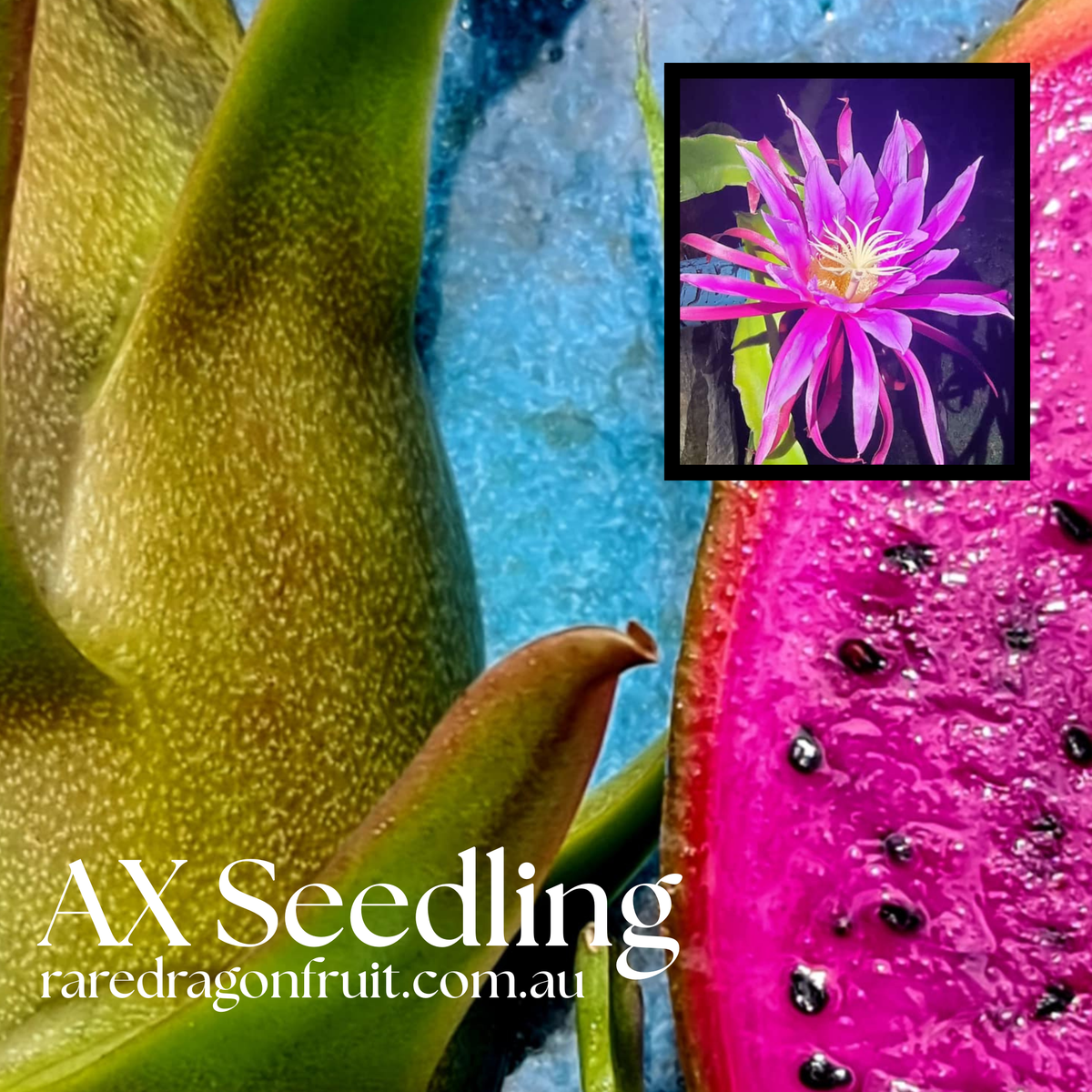 AX Seedling Dragon Fruit Plant