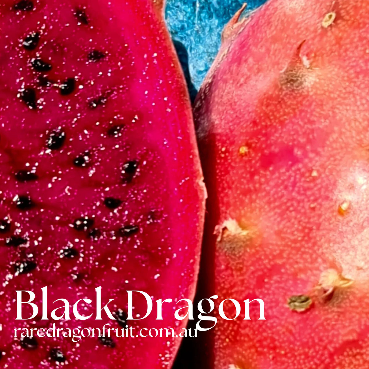 Exotic Collector's Mix - Black Dragon, Baby Cerrado, Chimera & Thick King