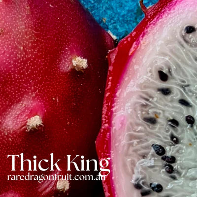 Exotic Collector's Mix - Black Dragon, Baby Cerrado, Chimera & Thick King