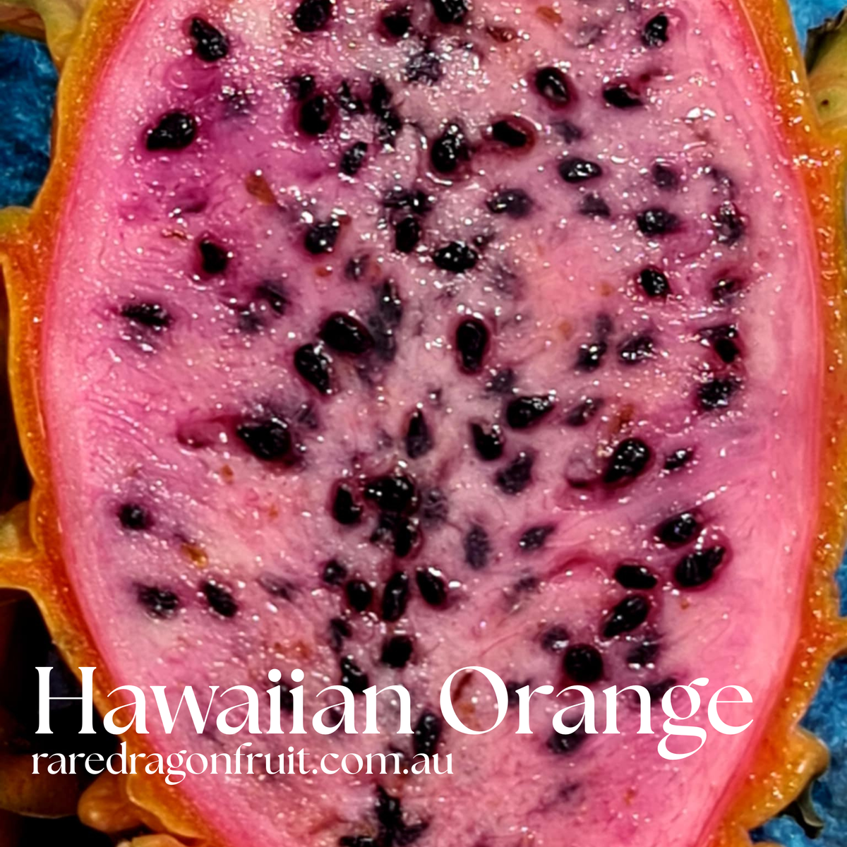 Hawaiian Orange Dragon Fruit