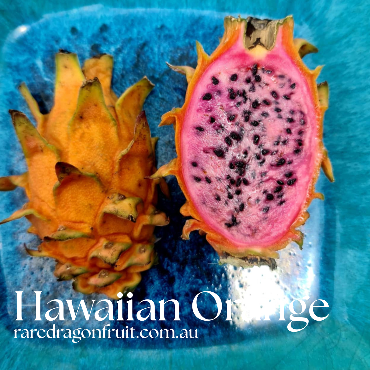 Hawaiian Orange Dragon Fruit