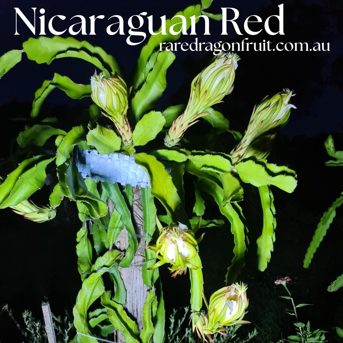 Nicaraguan Red – Hylocereus guatemalensis dragon fruit